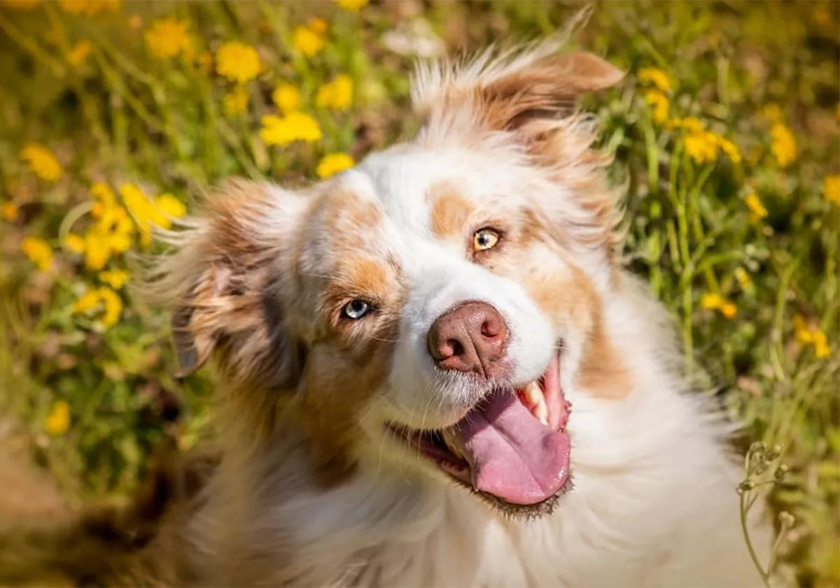 Accessoires pour chiens DoglyHome